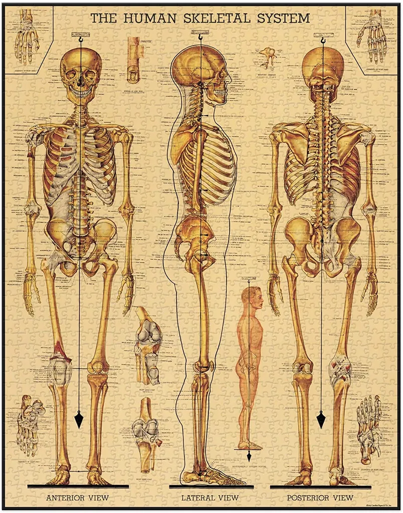 Skeletal System 1,000 Piece Puzzle